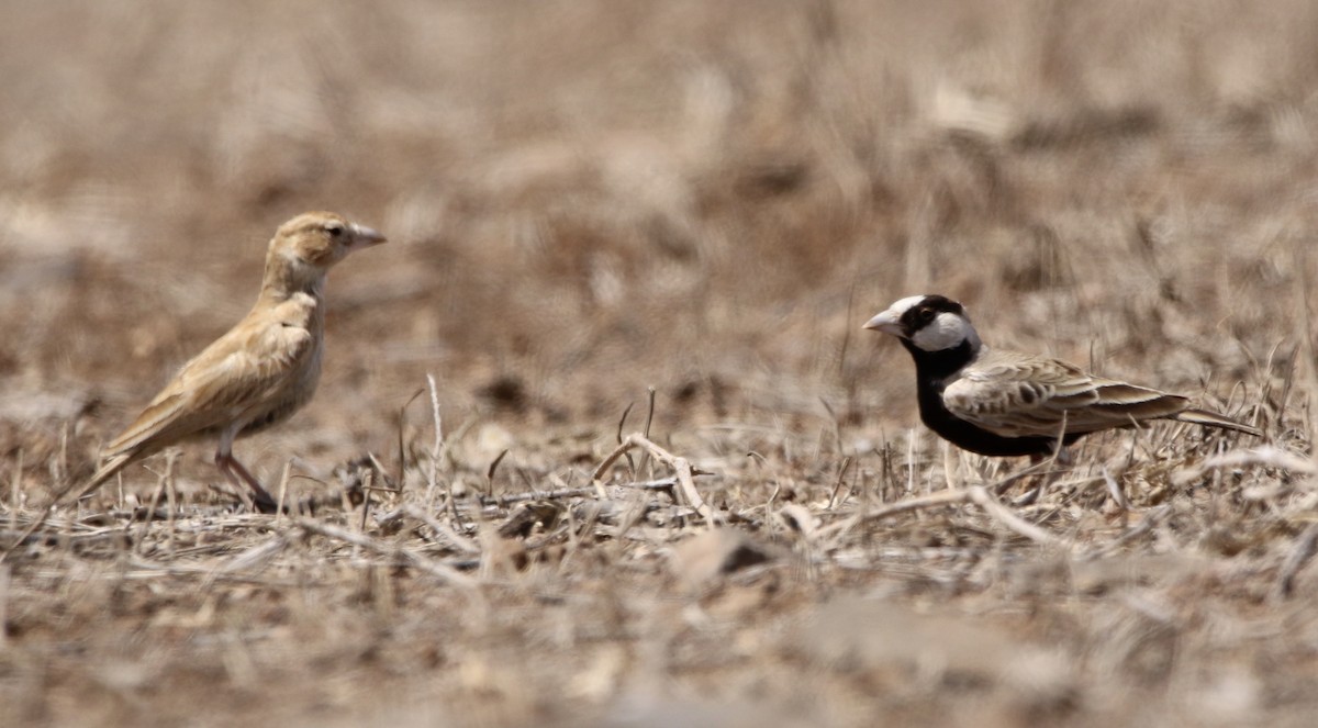 Black-crowned Sparrow-Lark - ML620595152