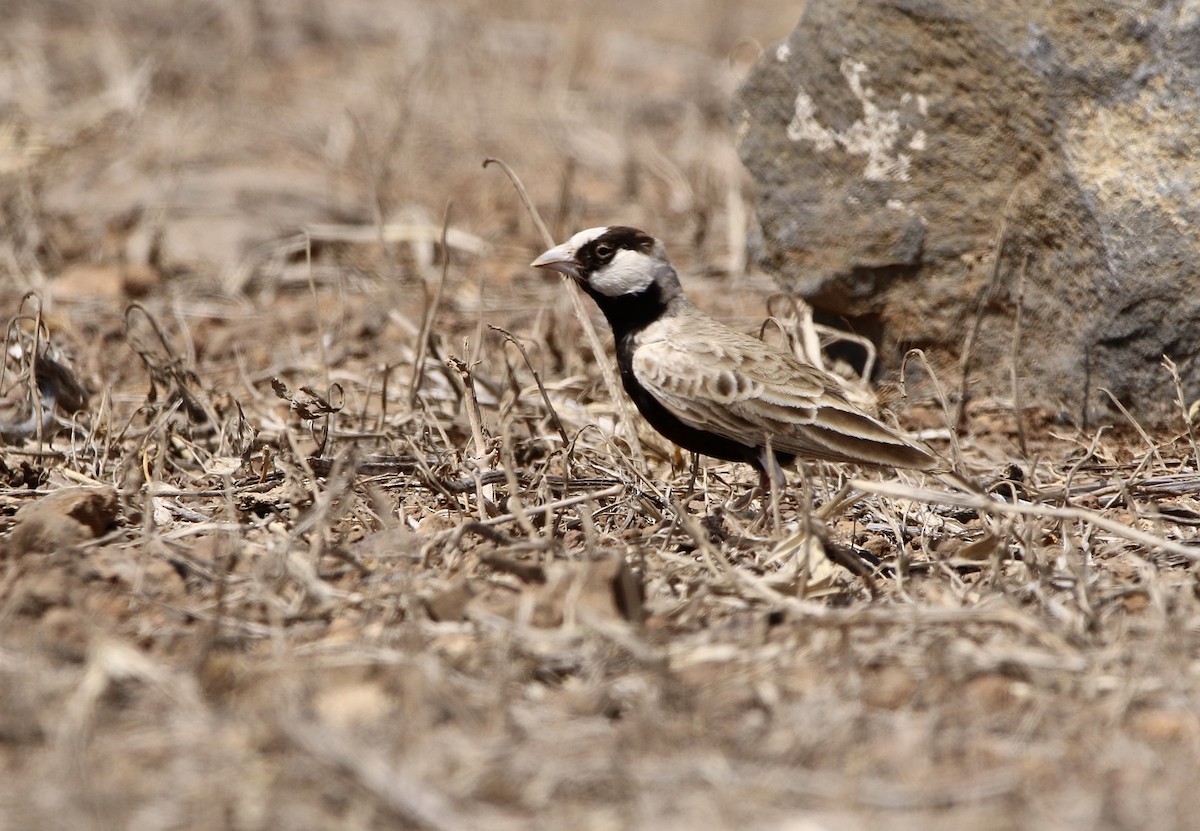 Black-crowned Sparrow-Lark - ML620595153