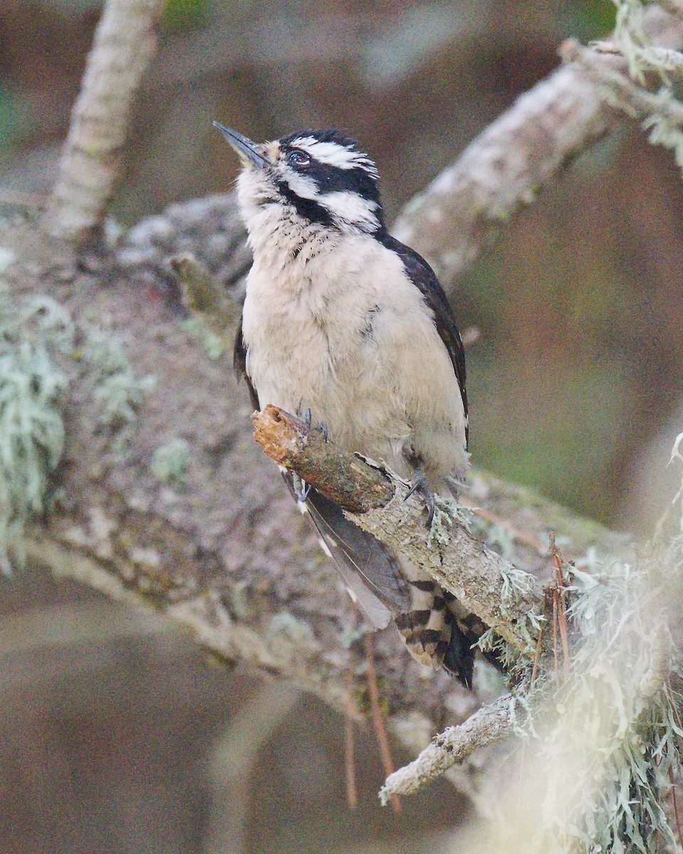 Downy Woodpecker (Pacific) - ML620595158