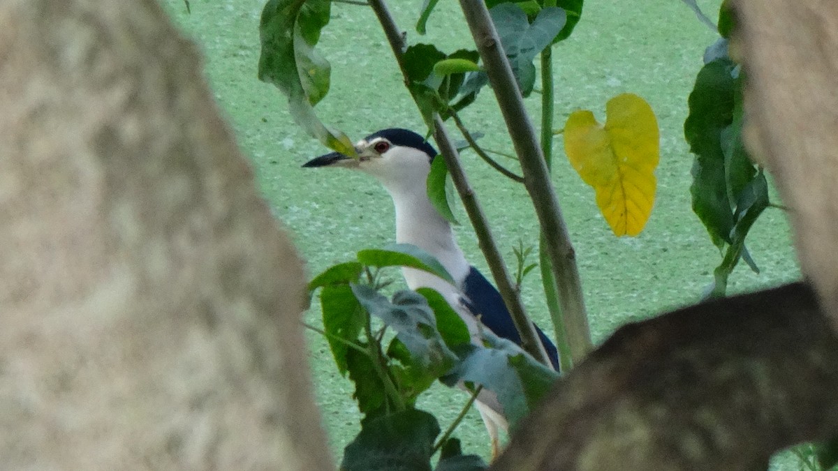 Black-crowned Night Heron - ML620595163