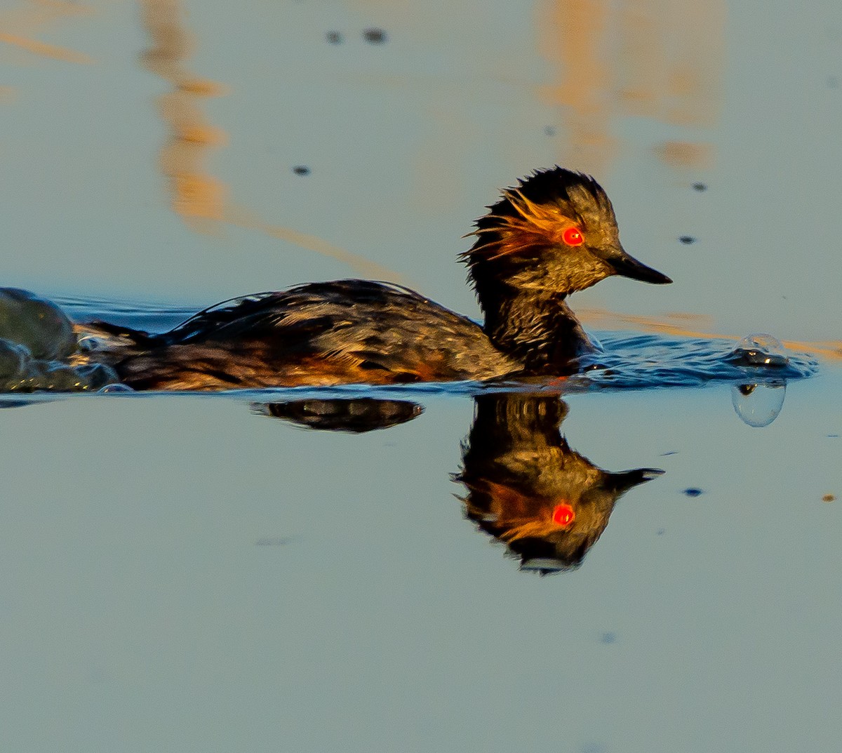 Eared Grebe - ML620595166