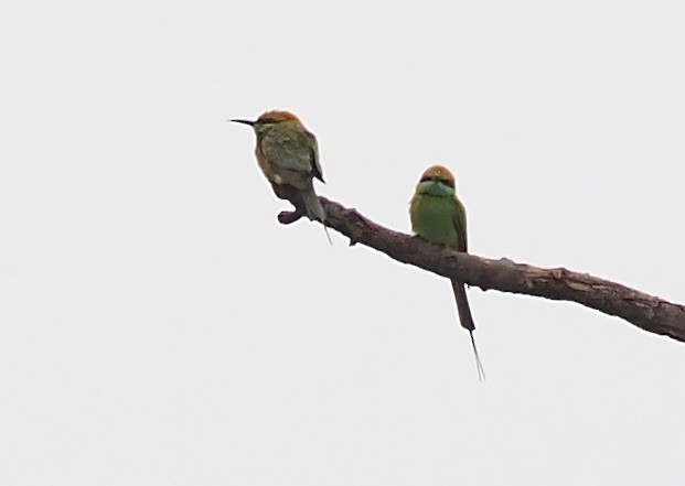 Asian Green Bee-eater - ML620595177