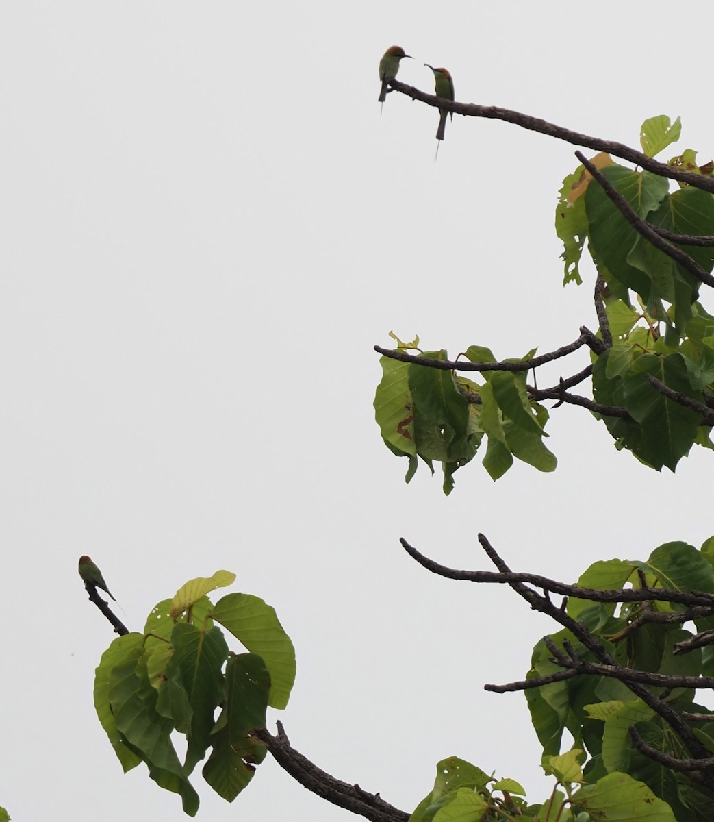 Asian Green Bee-eater - ML620595183