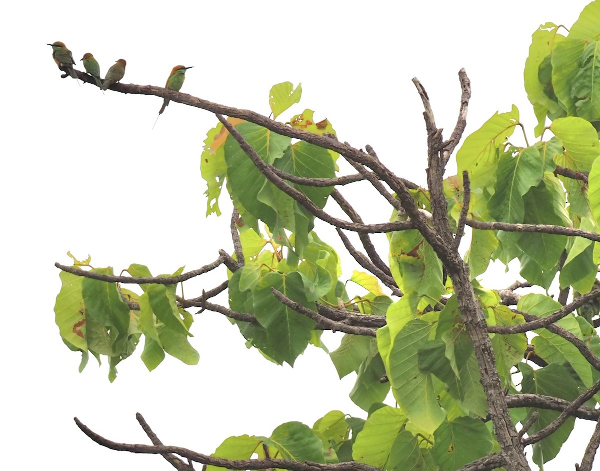 Asian Green Bee-eater - ML620595184