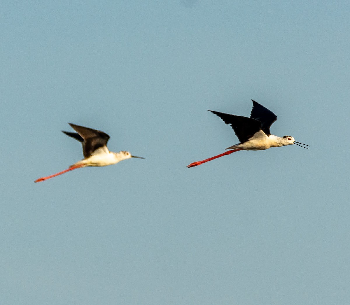 Black-winged Stilt - ML620595197