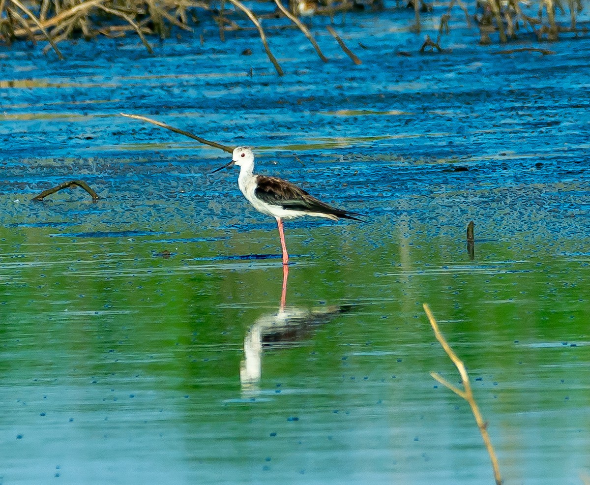 Black-winged Stilt - ML620595198