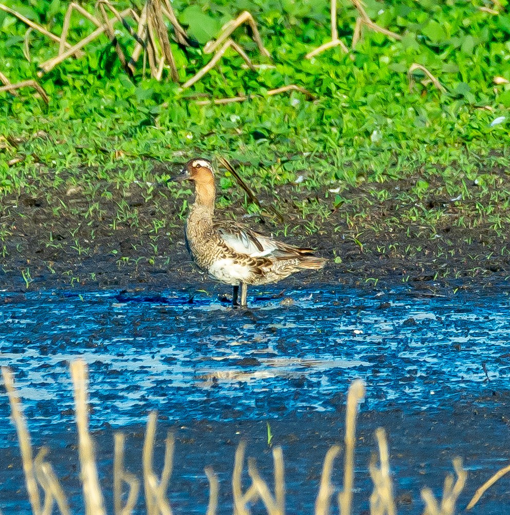 Garganey - ML620595202