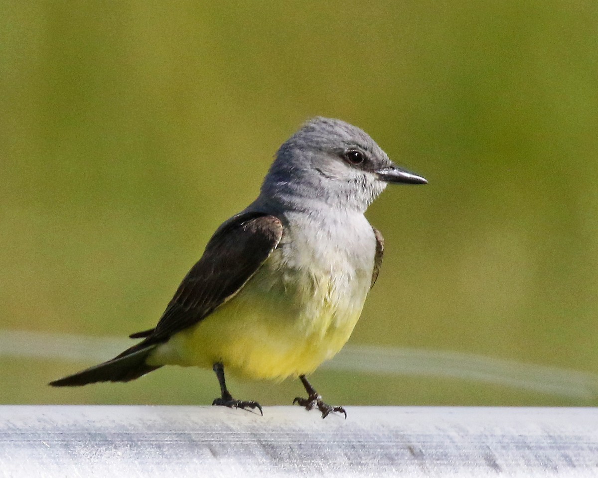 Western Kingbird - ML620595205