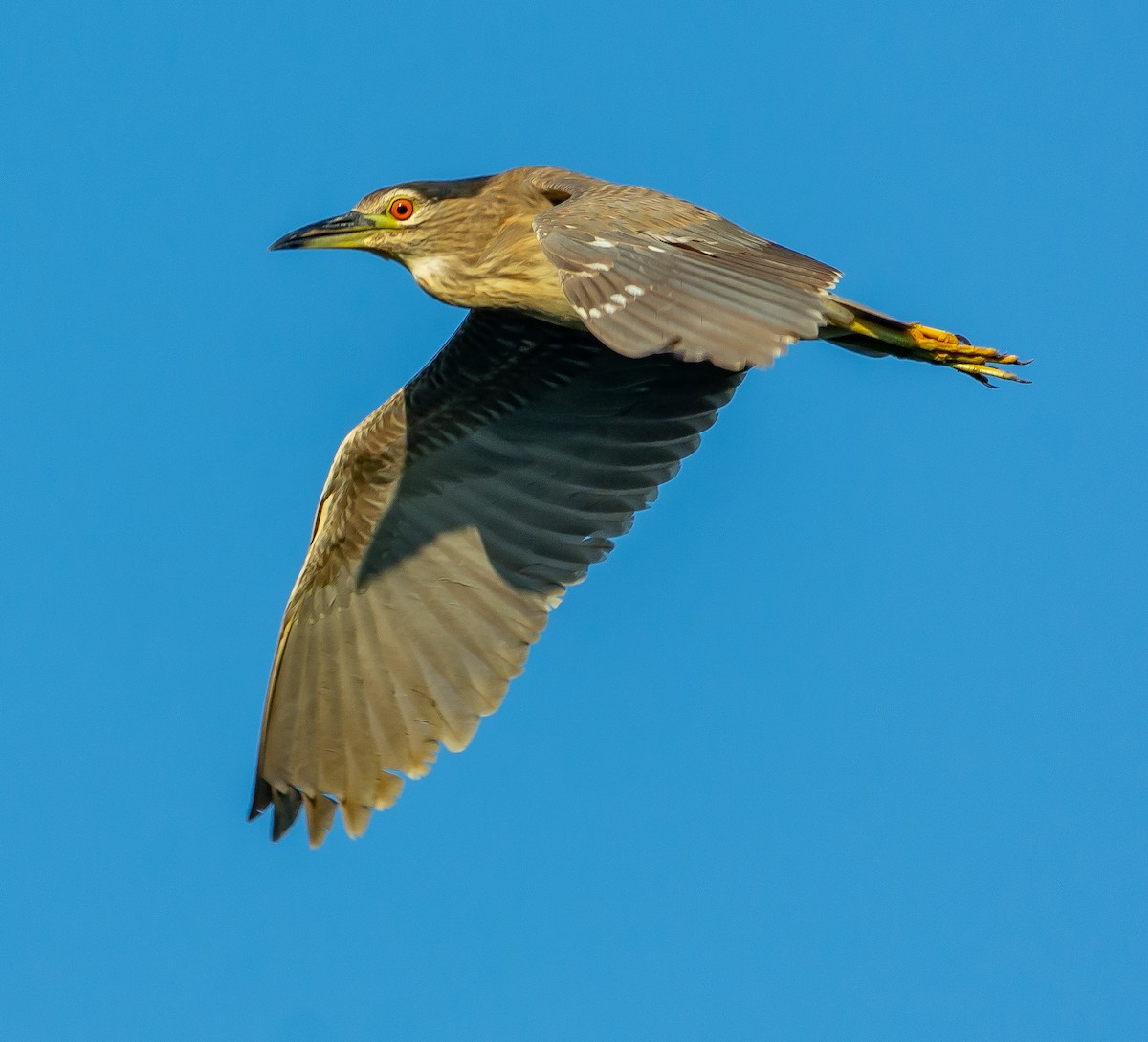 Black-crowned Night Heron - ML620595207