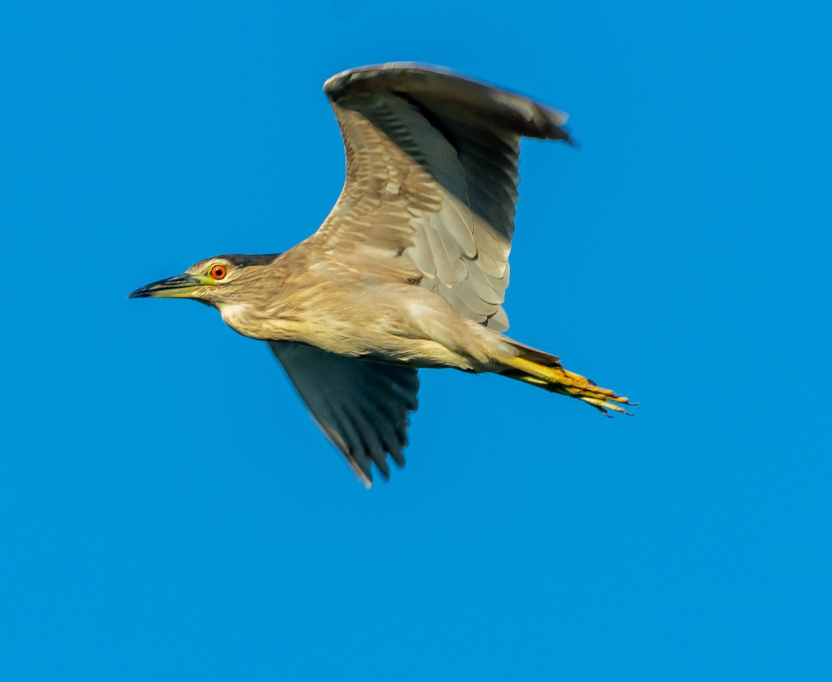 Black-crowned Night Heron - ML620595208