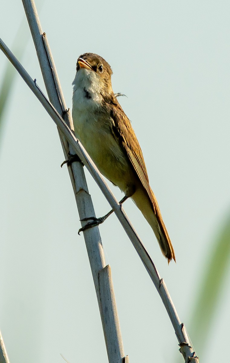 Common Reed Warbler - ML620595209
