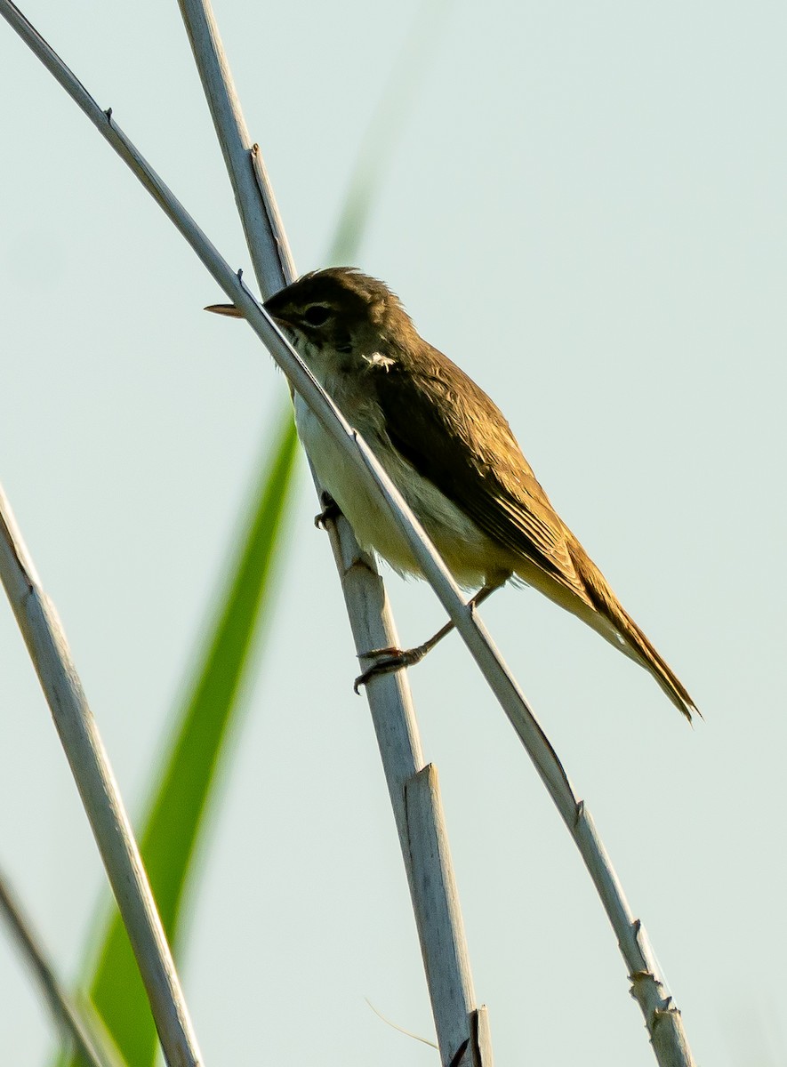 Common Reed Warbler - ML620595210