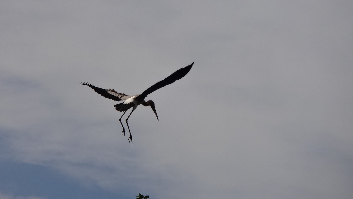 Painted Stork - ML620595234