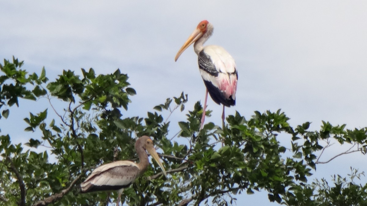 Painted Stork - ML620595235