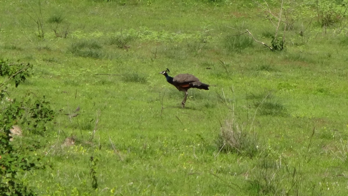 Indian Peafowl - ML620595239