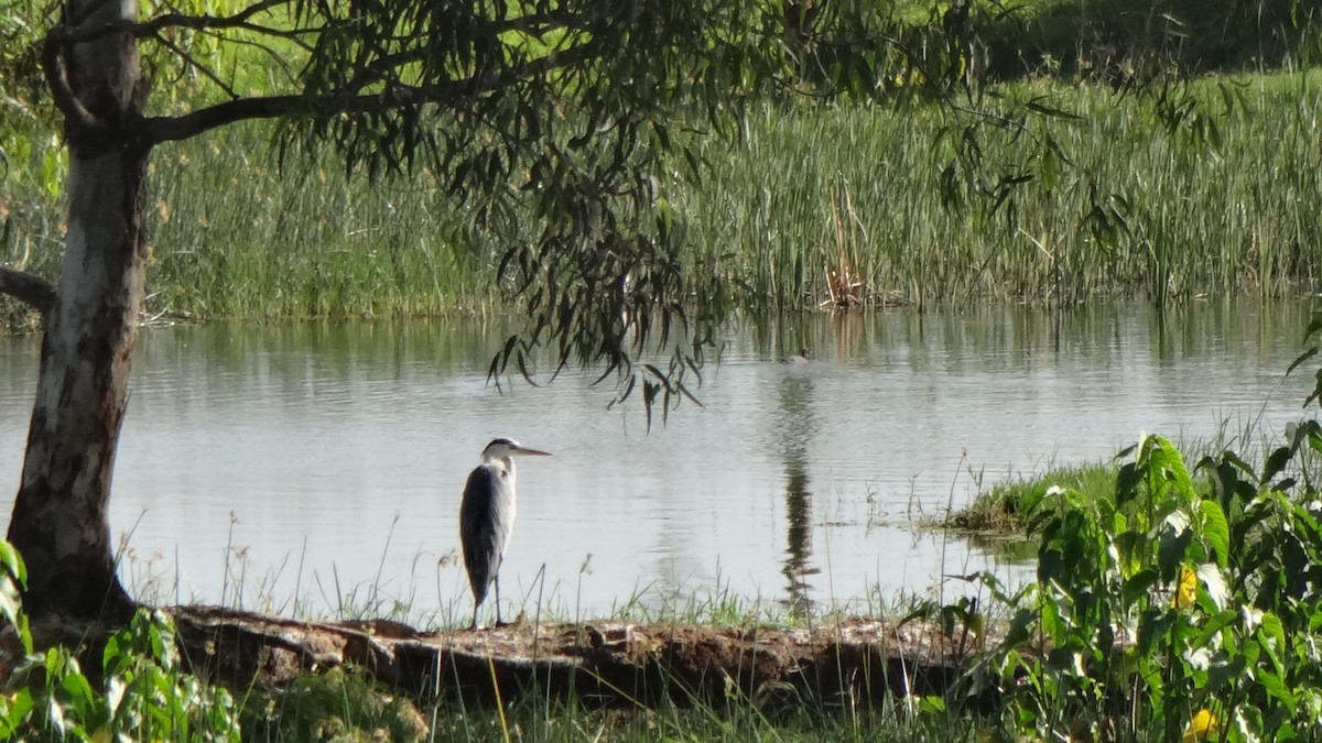 Gray Heron - ML620595242
