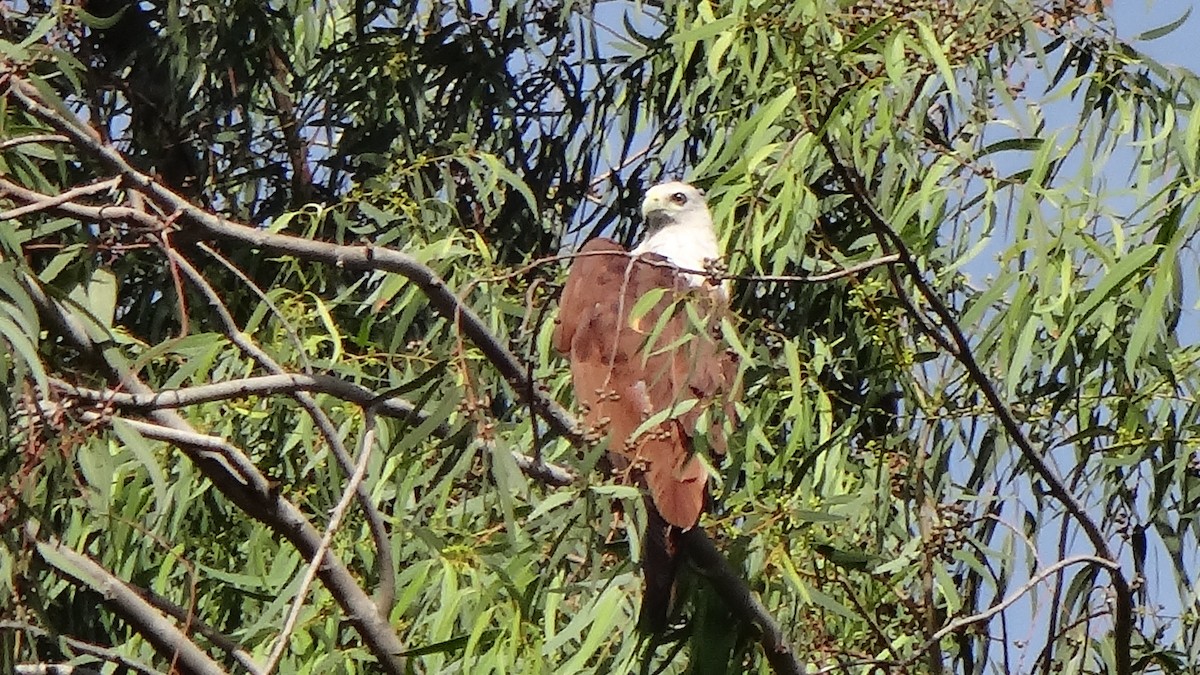 Brahminy Kite - ML620595243