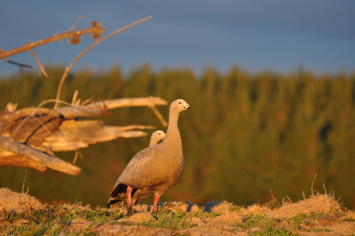 Cape Barren Goose - Heidi Krajewsky
