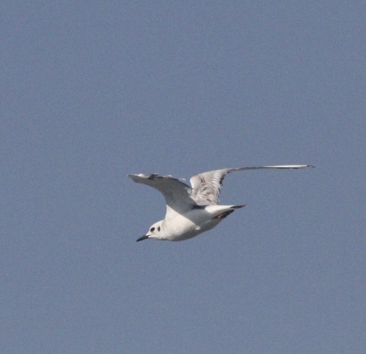 Mouette de Bonaparte - ML620595246