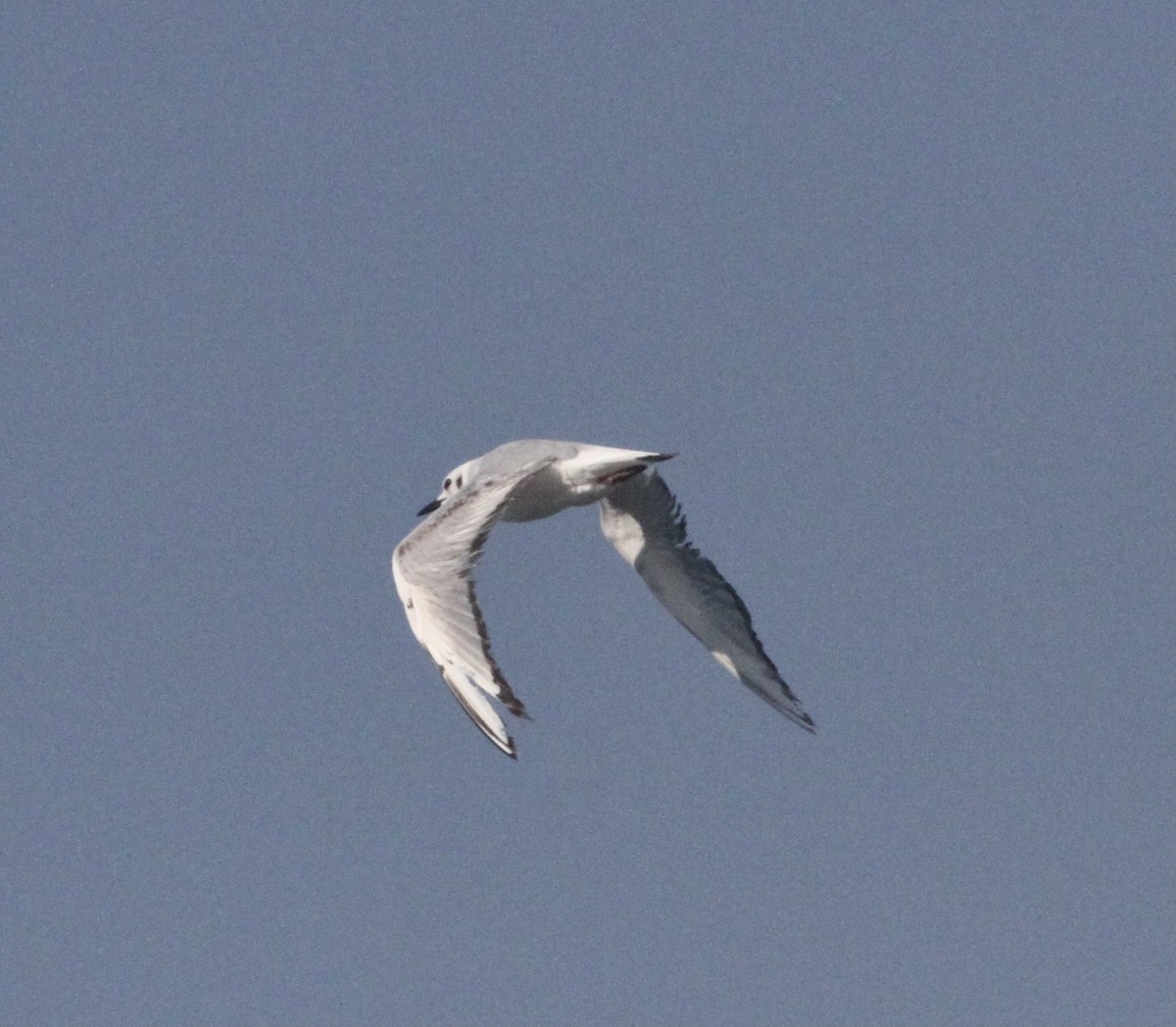 Mouette de Bonaparte - ML620595247