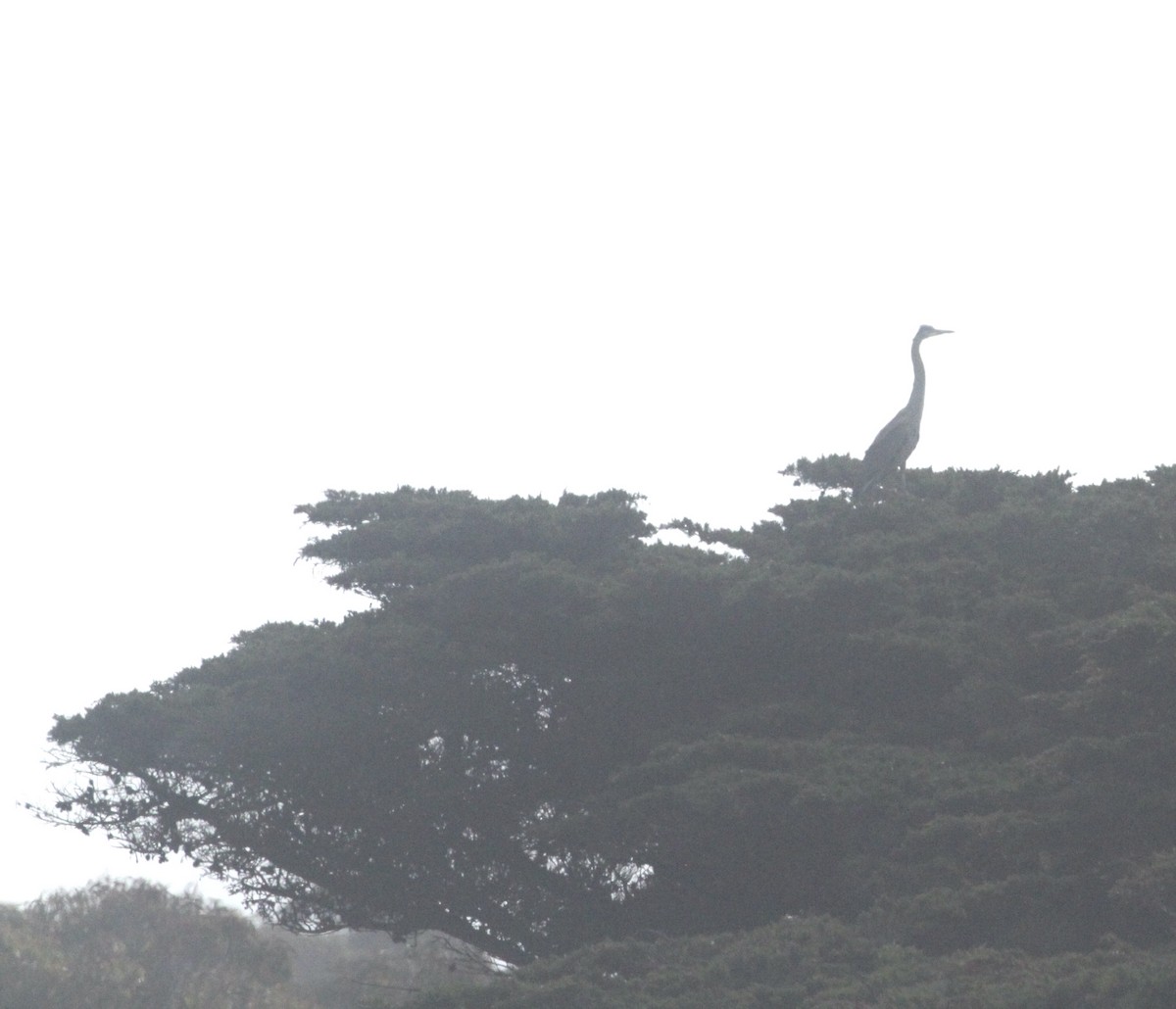 Great Blue Heron - Paul Saraceni