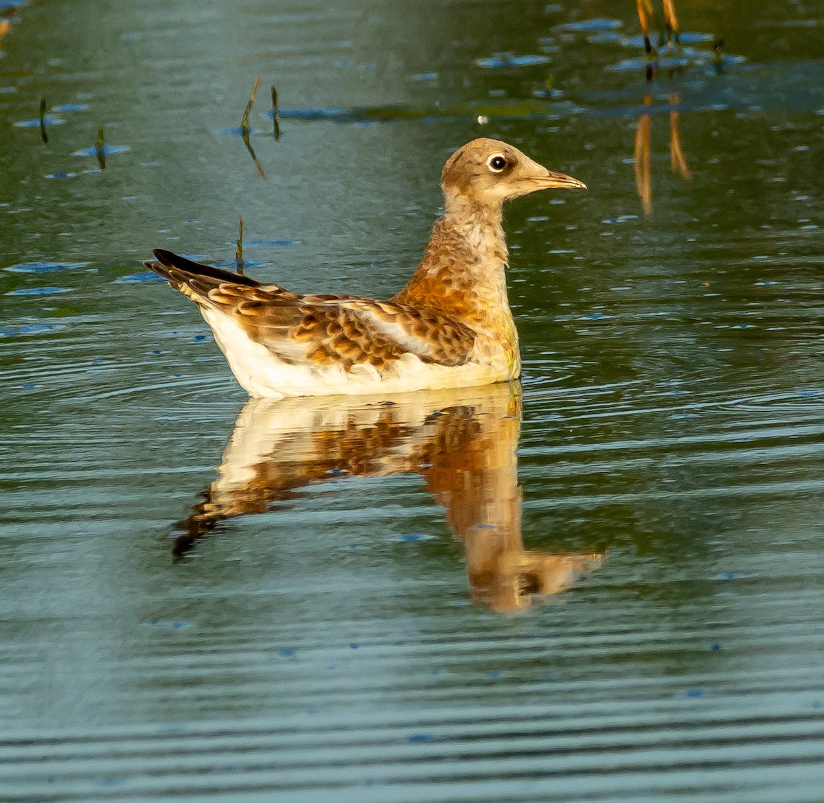 Gaviota Reidora - ML620595251