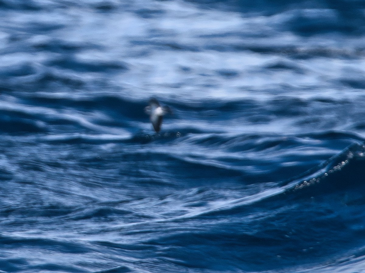White-faced Storm-Petrel - ML620595262
