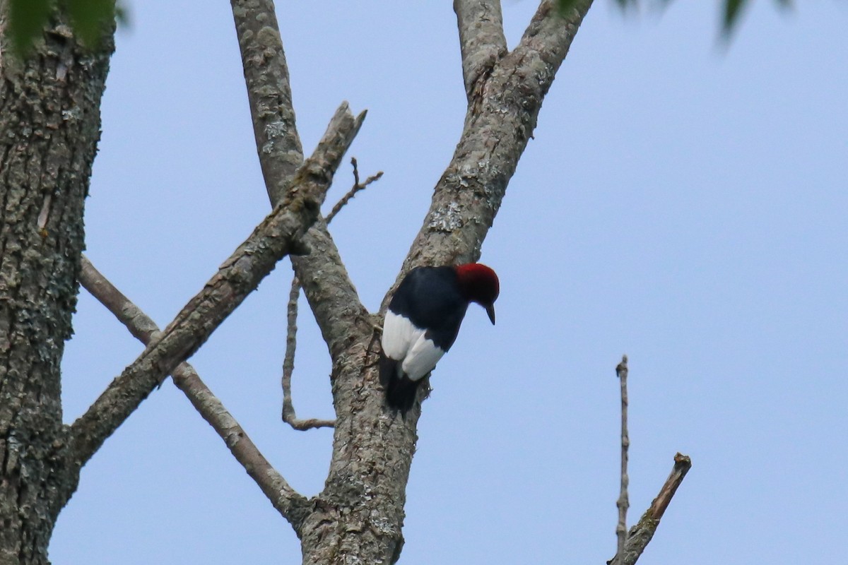 Red-headed Woodpecker - ML620595266