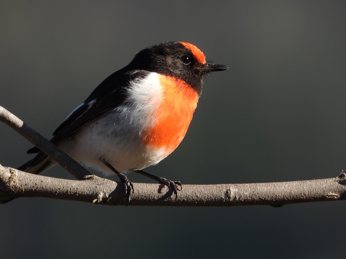 Red-capped Robin - ML620595283