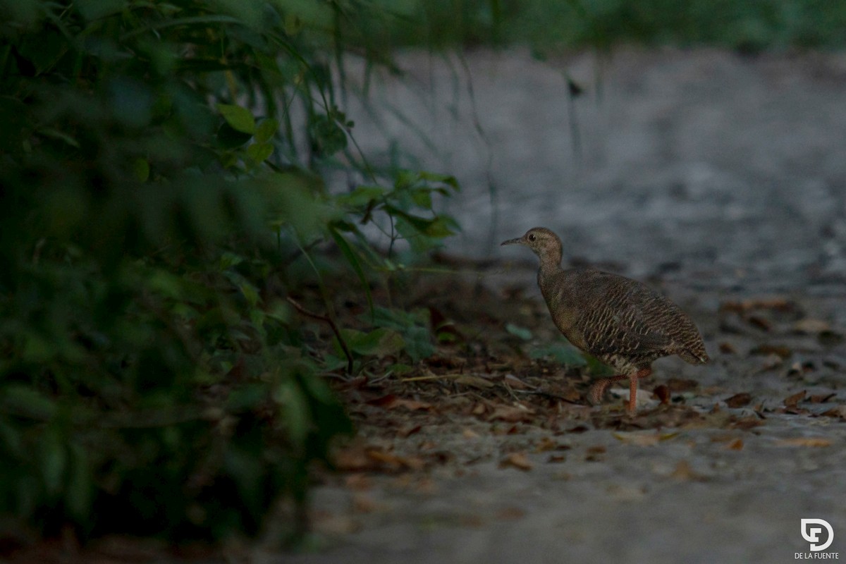 Thicket Tinamou - ML620595300