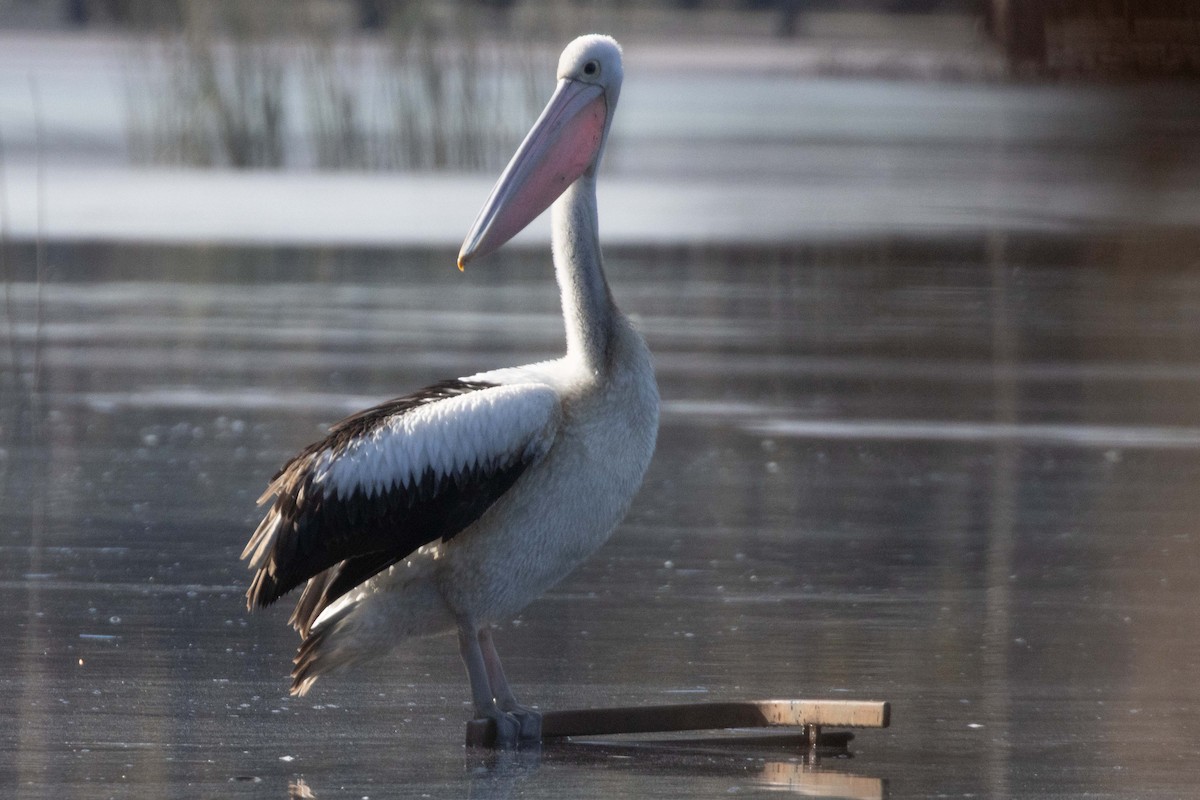 pelikán australský - ML620595310