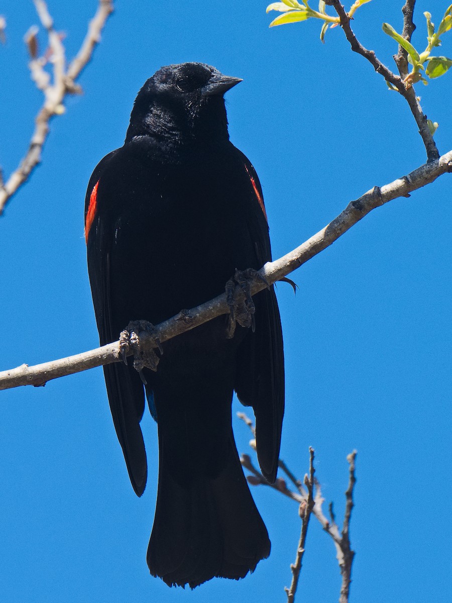 Red-winged Blackbird (California Bicolored) - ML620595342