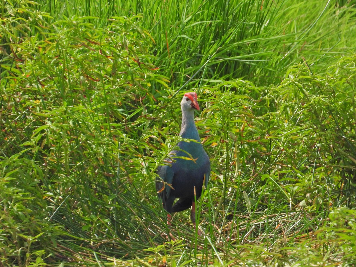 Gray-headed Swamphen - ML620595352