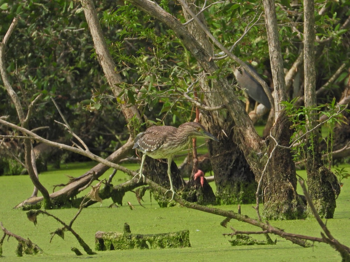 Black-crowned Night Heron - ML620595353