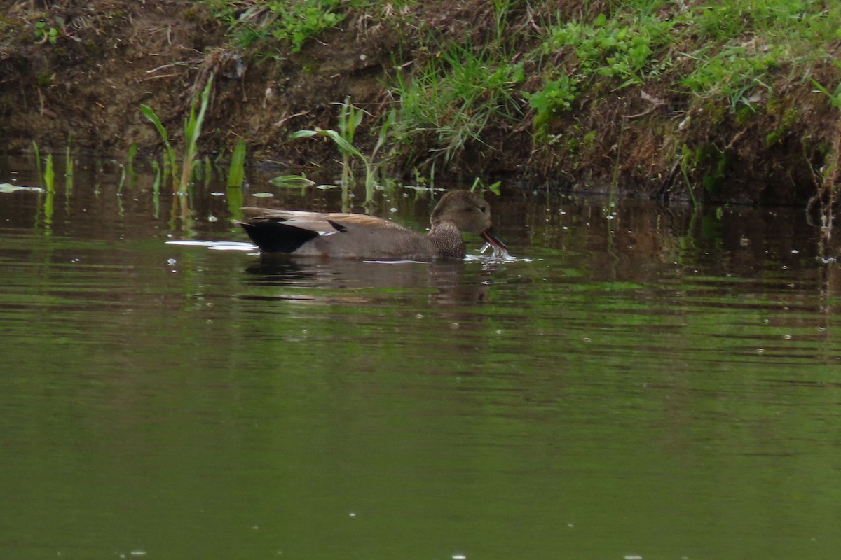 Gadwall - ML620595358