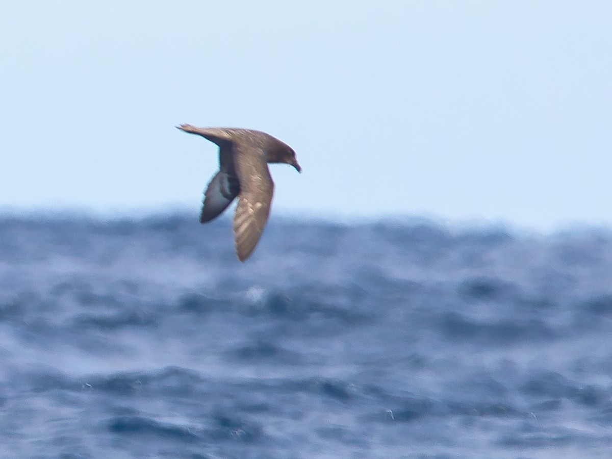 Providence Petrel - ML620595362