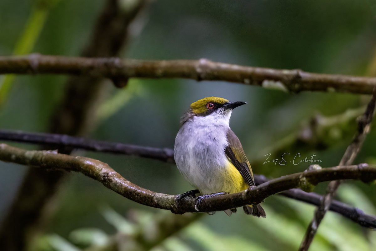 Olive-capped Flowerpecker - ML620595372