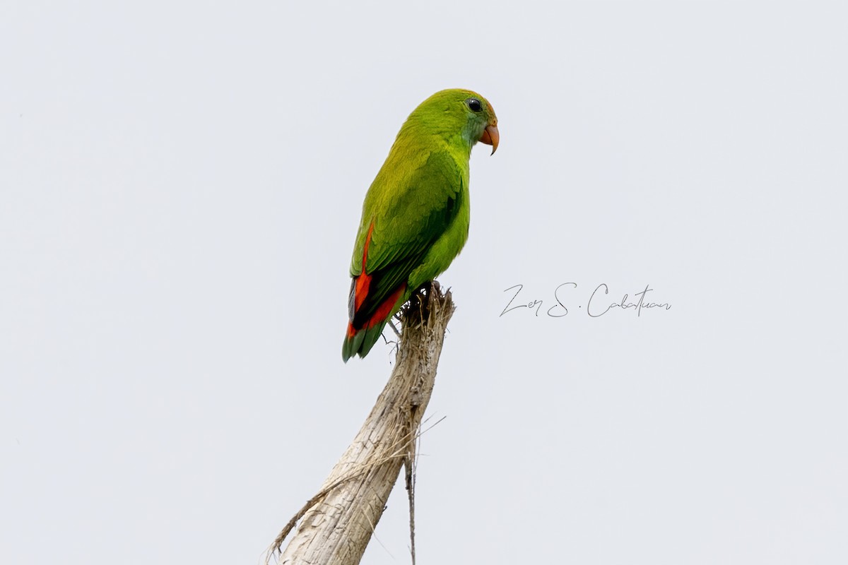 Philippine Hanging-Parrot - ML620595375