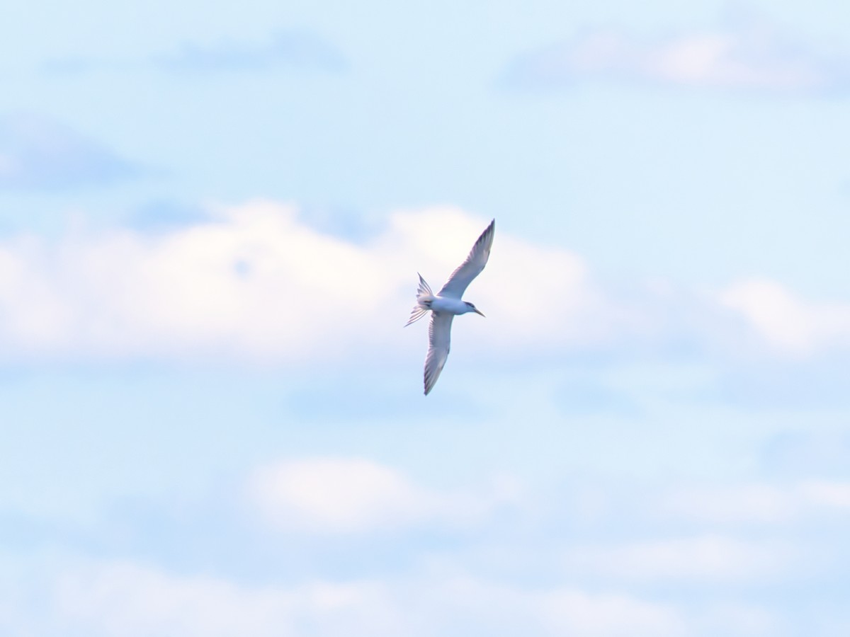 Great Crested Tern - ML620595389