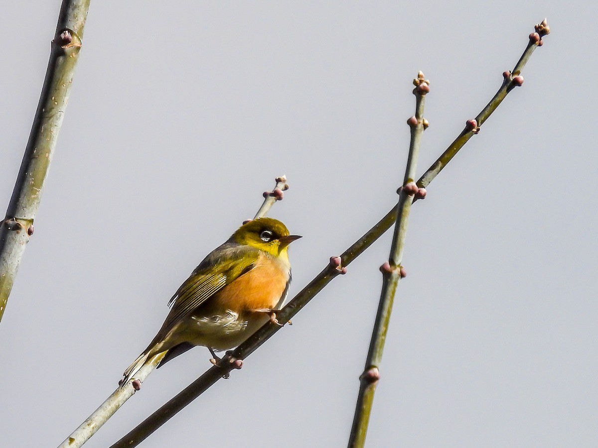 Silvereye - ML620595397