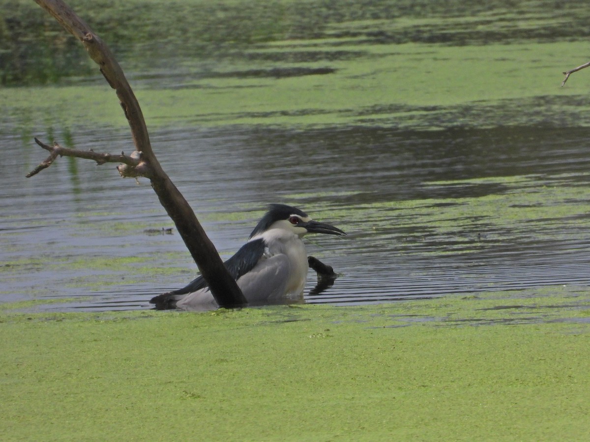 Black-crowned Night Heron - ML620595399