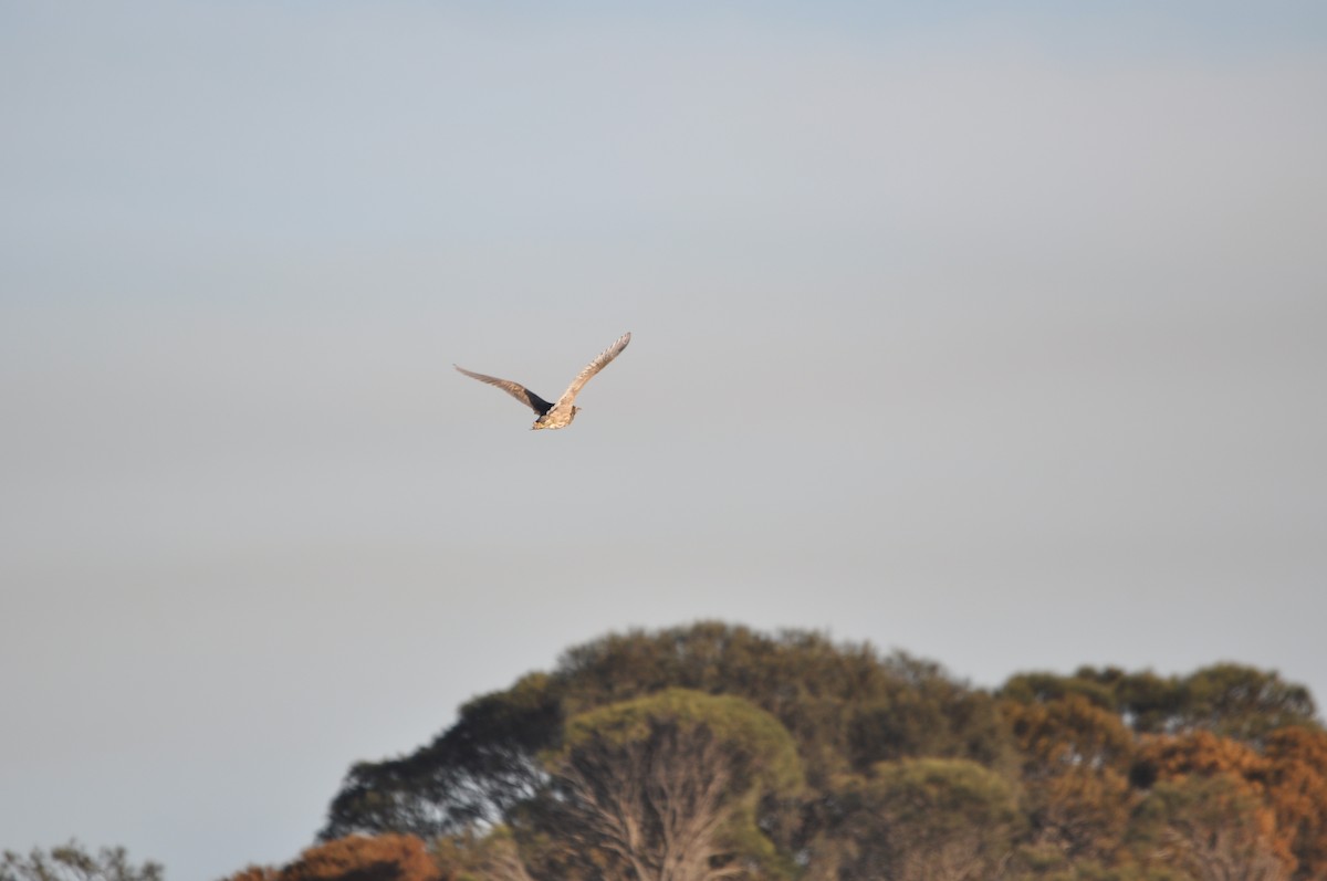 Australasian Bittern - ML620595400