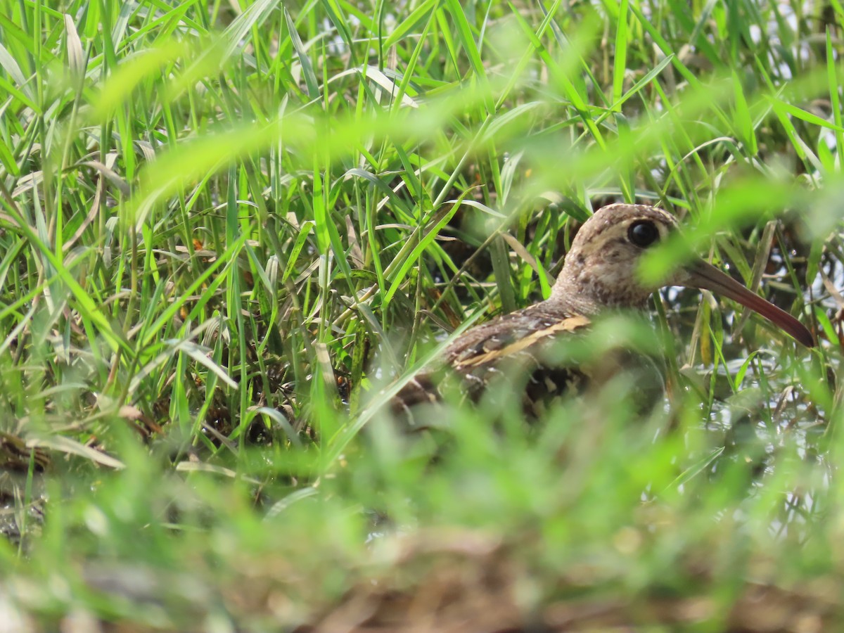 Greater Painted-Snipe - ML620595401