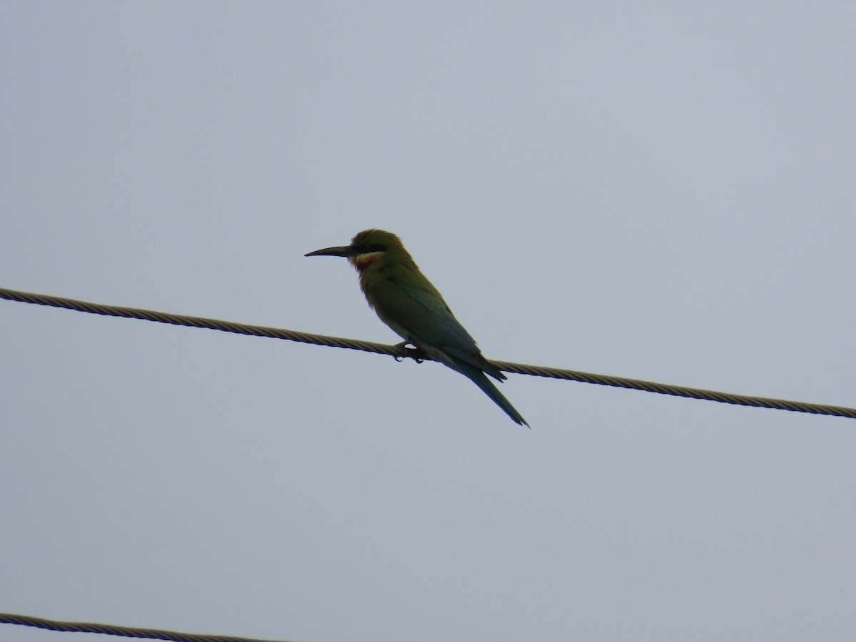 Blue-tailed Bee-eater - ML620595408