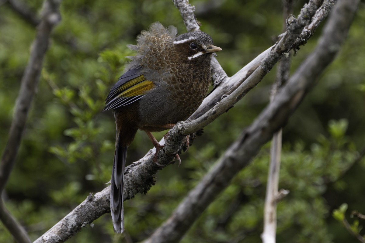 White-whiskered Laughingthrush - ML620595418