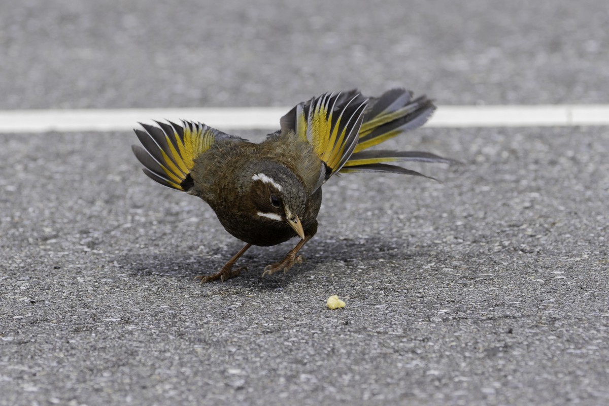 White-whiskered Laughingthrush - Raphael Lebrun