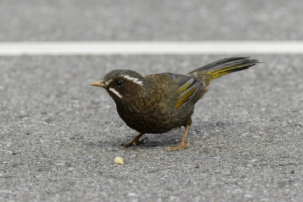 White-whiskered Laughingthrush - ML620595421