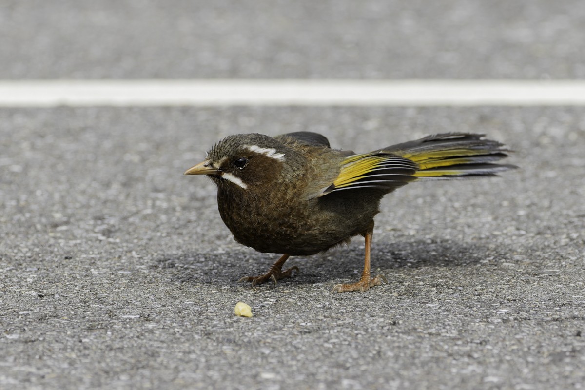 White-whiskered Laughingthrush - ML620595422