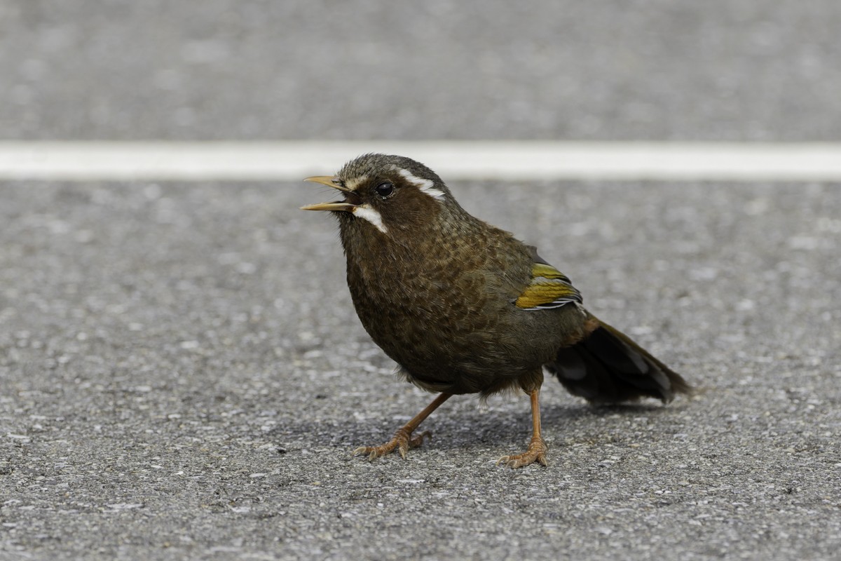 White-whiskered Laughingthrush - ML620595423