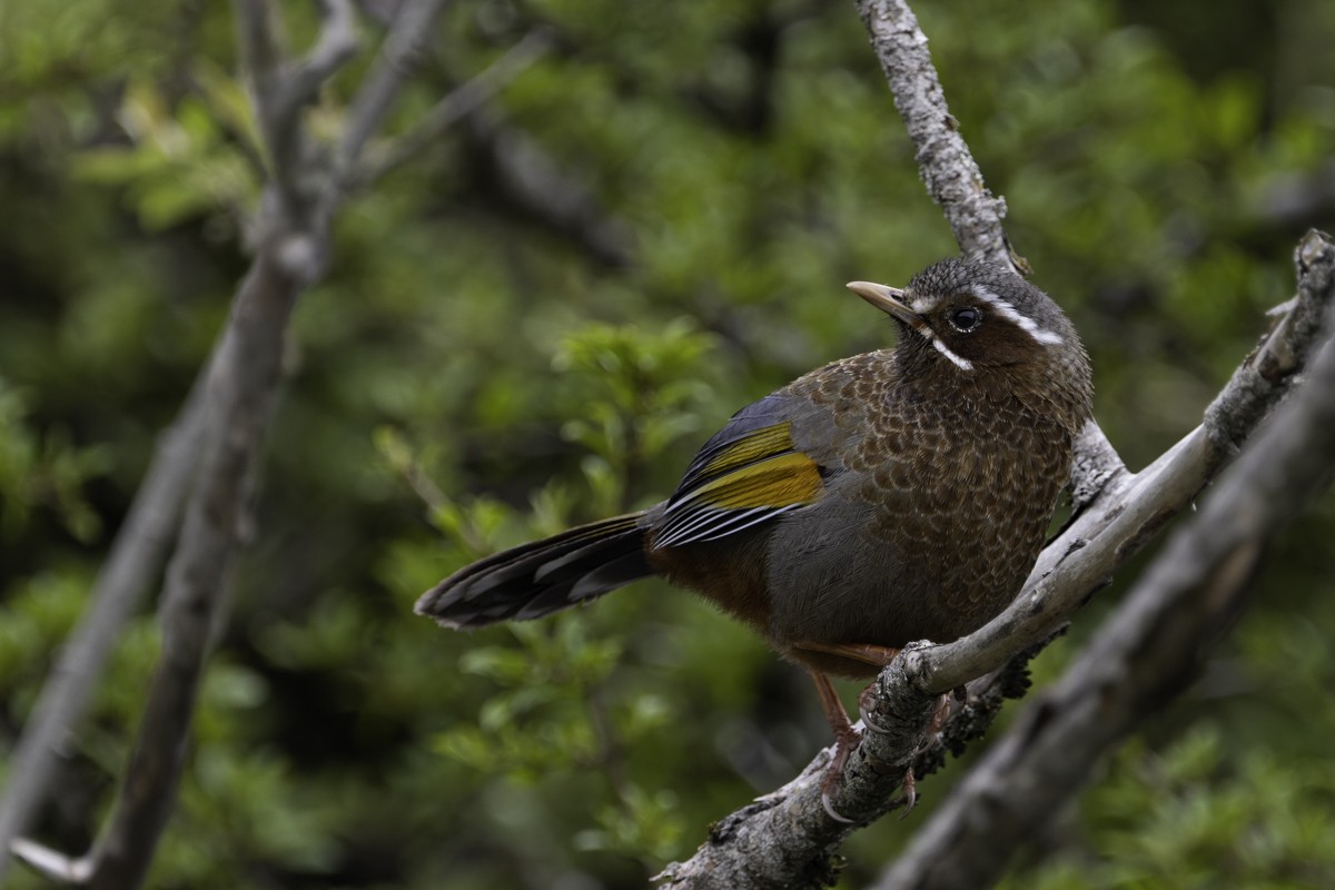 White-whiskered Laughingthrush - ML620595426